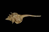 藏品(臺灣骨螺)的圖片